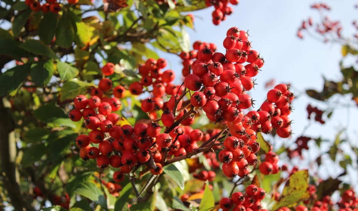 Die Früchte der Mehlbeere färben sich ab September nach und nach leuchtend orangerot. Foto: Enzkreis/Adobe Stock