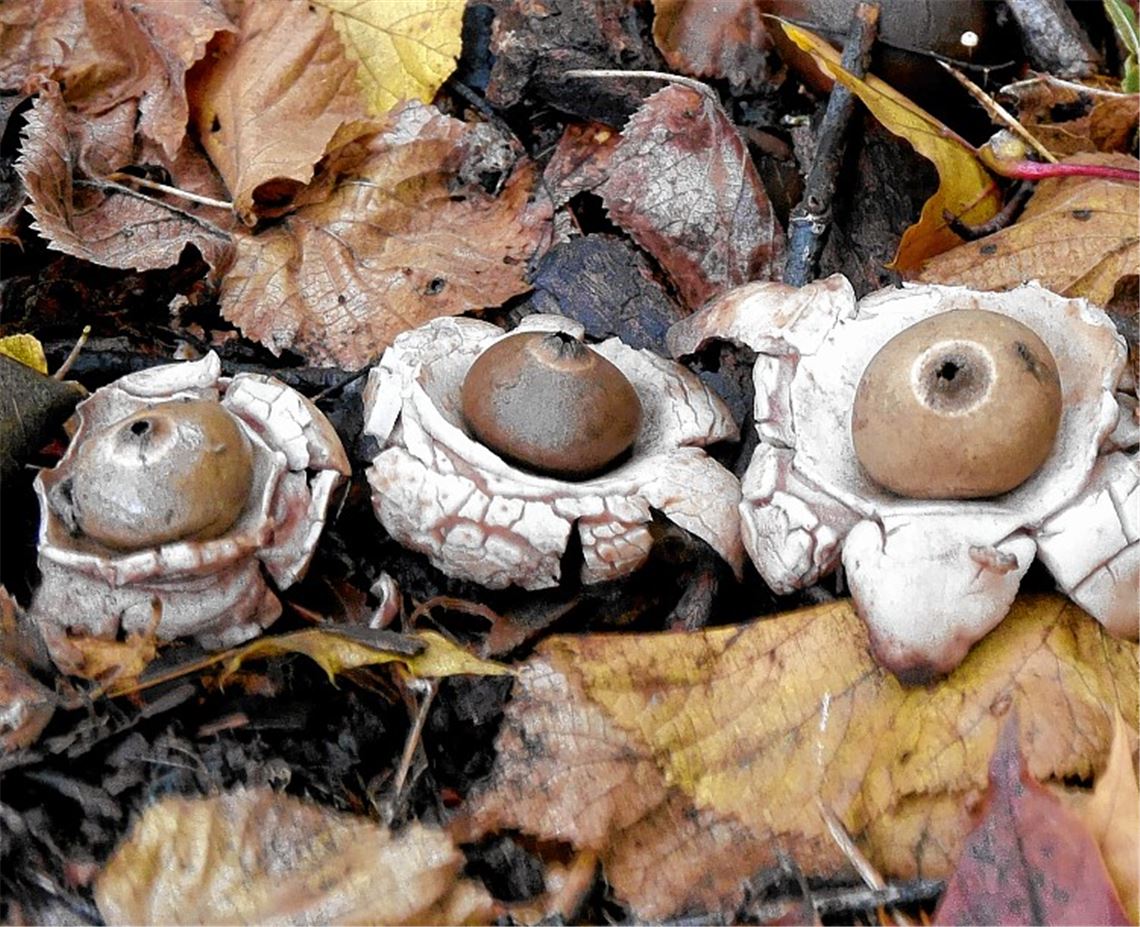 Skurriler Stern geht am Boden auf