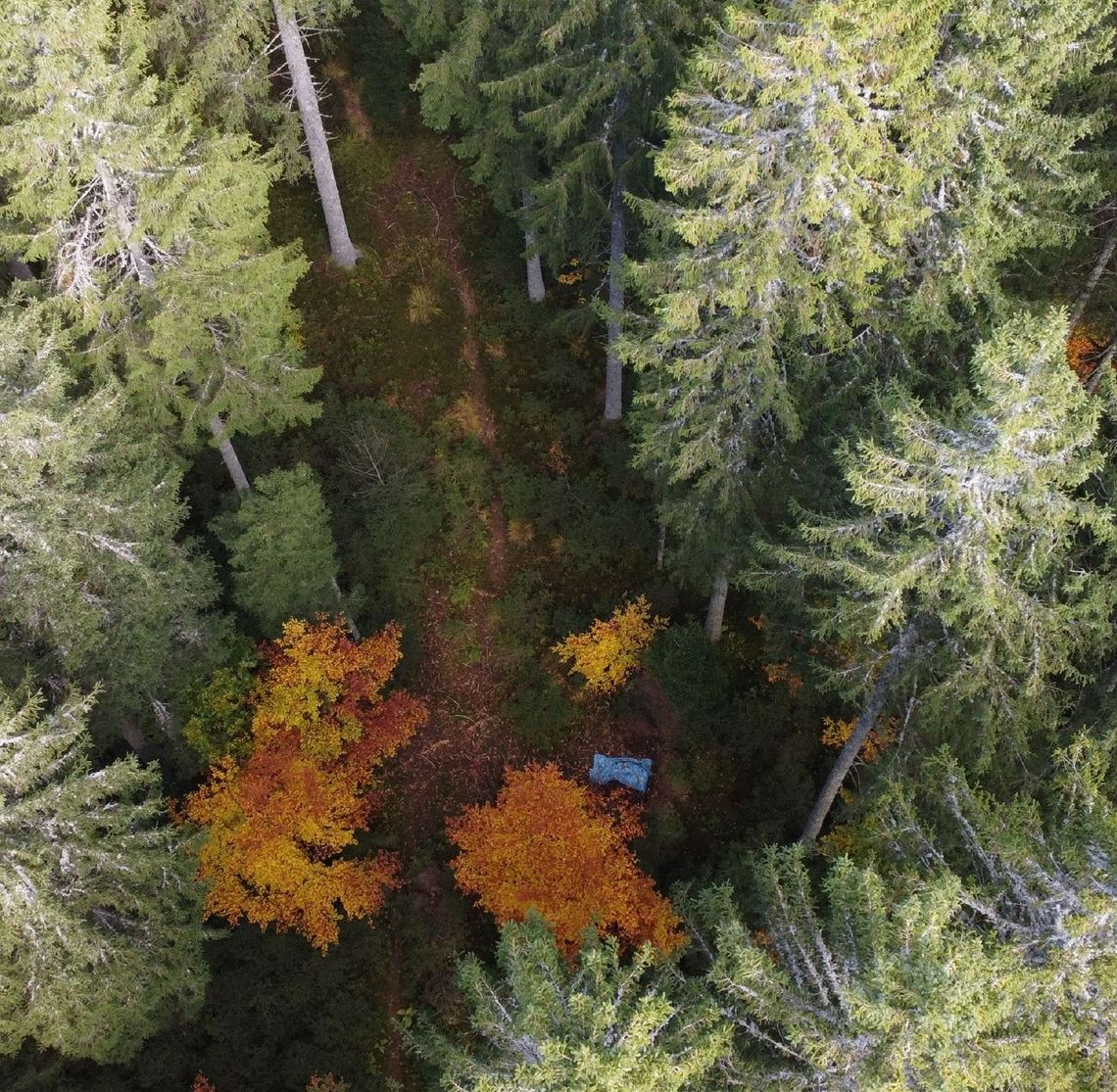 Leichenfund gibt weiter Rätsel auf Die Fundstelle im Wald. Foto: sdmg