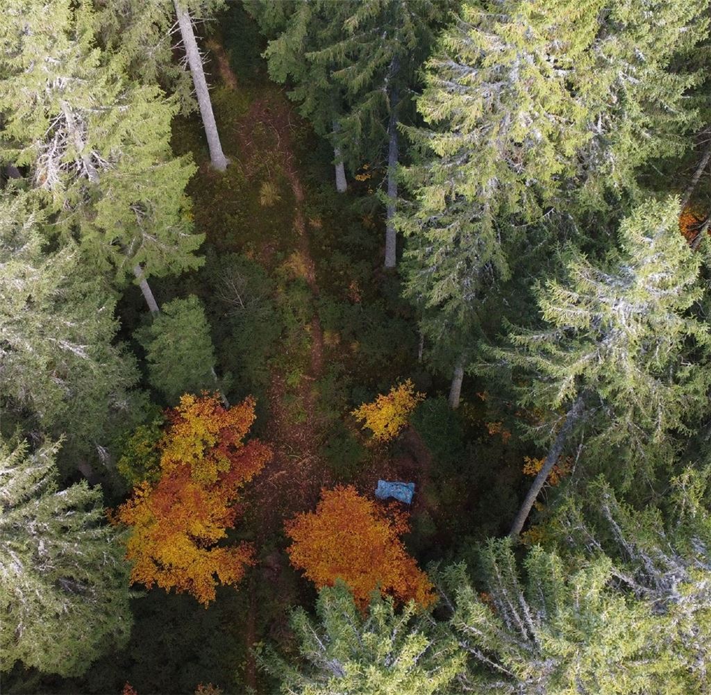 Die Fundstelle im Wald. Foto: sdmg