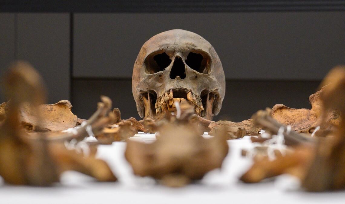 Die Gebeine Otto des Großen liegen am 18. März im Hörsaal auf dem Campus der Universitätsmedizin Magdeburg auf einem Tisch. Dort fand eine Pressekonferenz der zu den Untersuchungsergebnissen am Grabmal von Otto dem Großen statt.