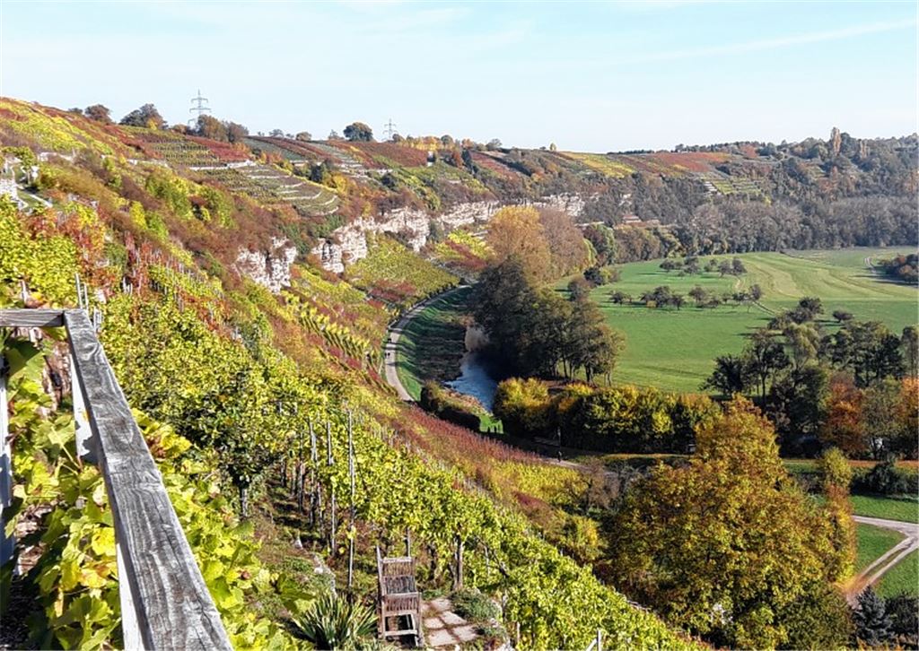 Die Gebietskulisse der Steillagen an der Enz zwischen Mühlhausen und Roßwag ist eine einmalige Kulturlandschaft, die unter Naturschutz steht. Das hat Konsequenzen für die Wengerter. Fotos: Knapp, Arnold
