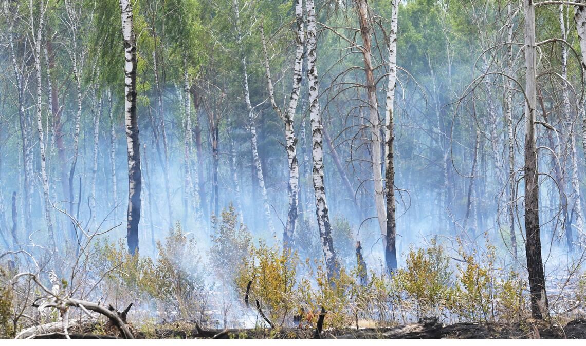 Die Gefahr für Waldbrände im Südwesten nimmt im Mai ab. (Symbolfoto)