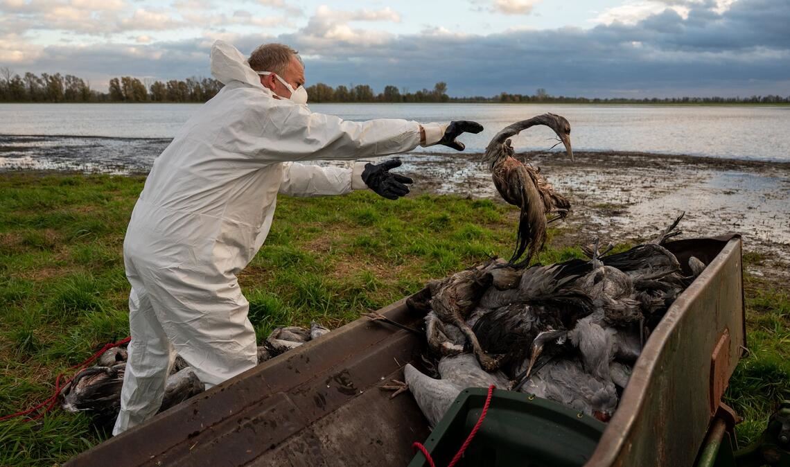 Die Geflügelpest hat in diesem Herbst besonders Kraniche erfasst. Tausende Tiere erlagen dem Virus. (Illustration)