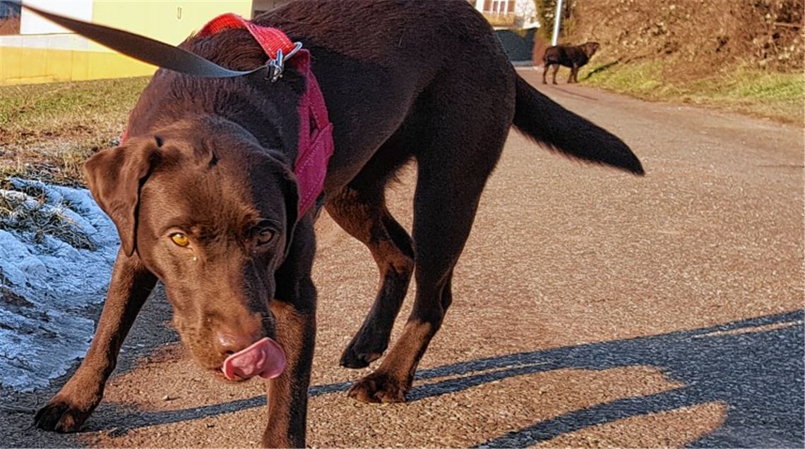 Hündin in Diefenbach vergiftet
