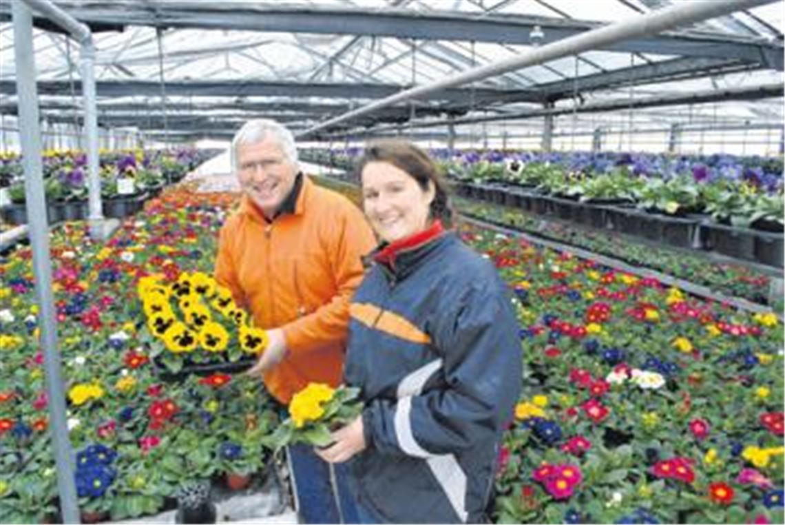 Die Gewächshäuser sind voll: Jenny und Günter Mannhardt hoffen im Interesse der Frühjahrsblüher auf besseres Wetter. Die Lienzinger Gärtnerei beliefert Blumenläden und Gartencenter. Das Zeitfenster wird immer kleiner, sorgt sich der Chef. Zusätzliche Schneefälle könnten sich womöglich existenzbedrohend auswirken. Fotos: Stahlfeld