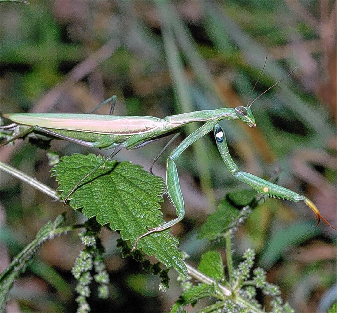 Insektentod ist Gefahr für viele Tierarten