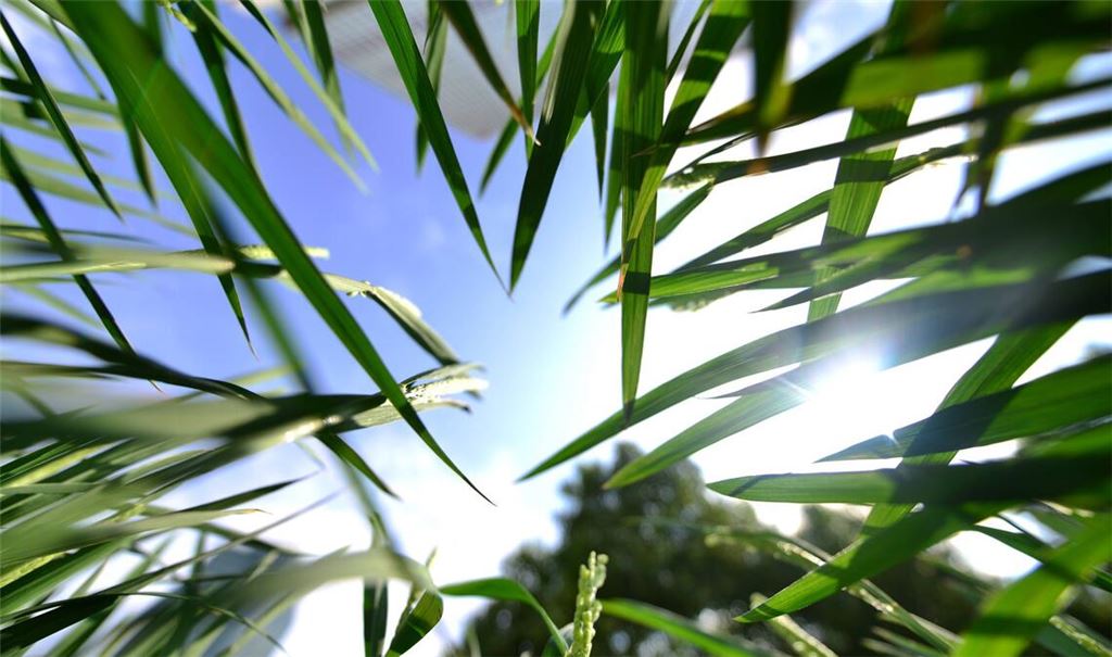 Die Halme von Reispflanzen ragen in Shanghai (China) Richtung Himmel. Laut einer Studie führt der Klimawandel zu weniger Ertrag und Qualität bei Reispflanzen.