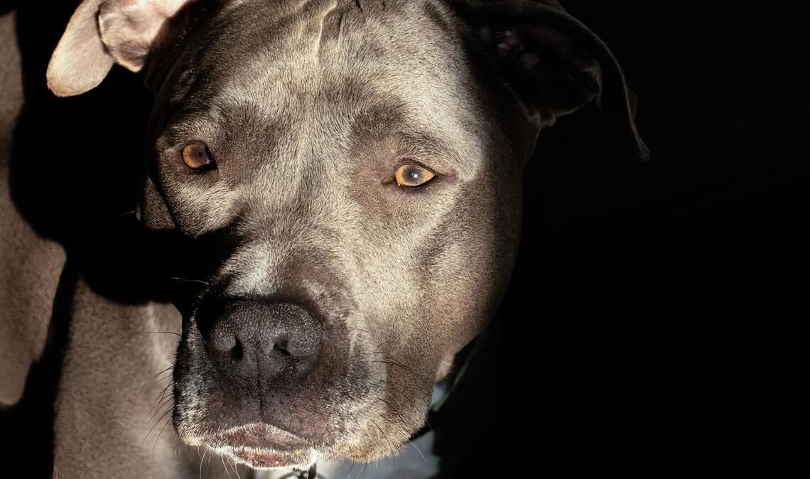 Die Halterin des Pitbulls soll mit ihrem Tier davongegangen sein, als der Geschädigte die Polizei rief. (Symbolbild)