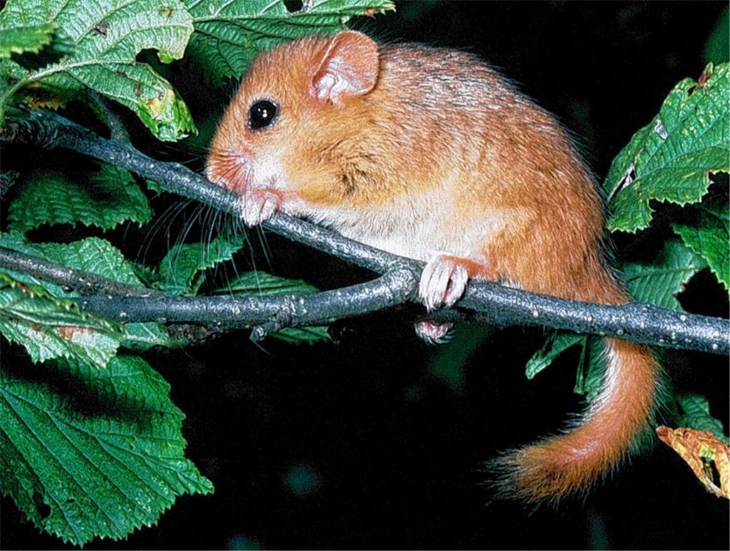 Das Phantom der Enzkreis-Wälder