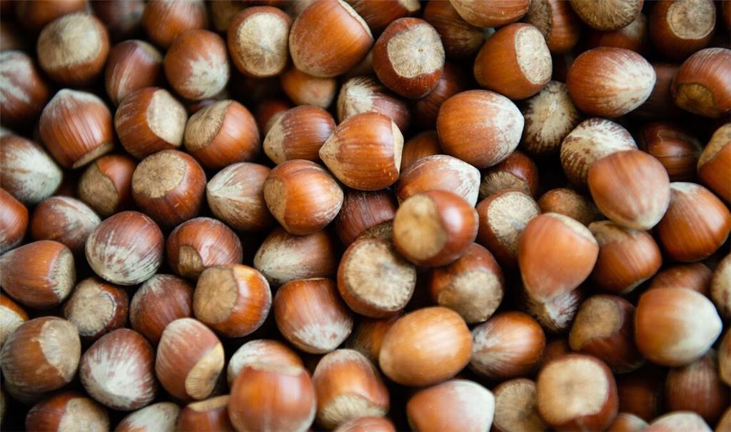 Die Haselsnussernte ist in Italien so schlecht ausgefallen wie seit Jahrzehnten nicht mehr. (Archivbild)