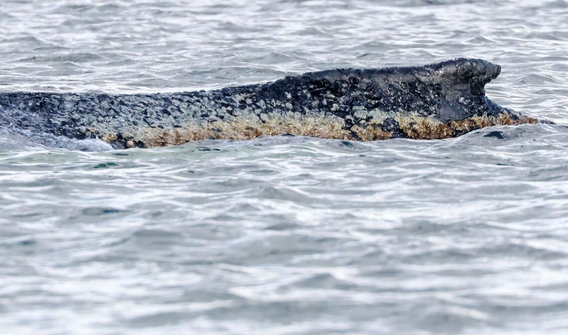 Die Haut des geschwächten Buckelwals soll befeuchtet werden. (Archivbild)