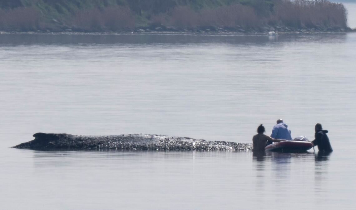 Die Helfer nehmen Kontakt zu dem gestrandeten, mutmaßlich schwer kranken Tier auf.