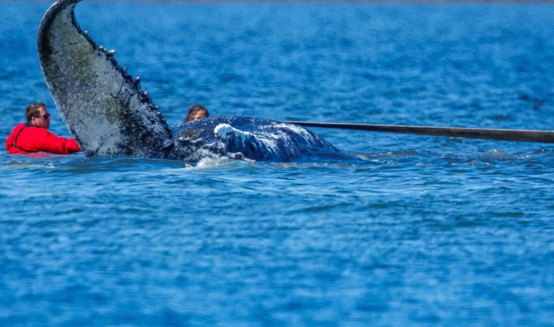 Die Helfer ziehen an Gurten.