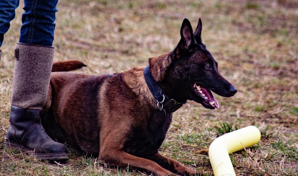 Die Hunde dürfen sich beim Mondioring von nichts ablenken lassen.