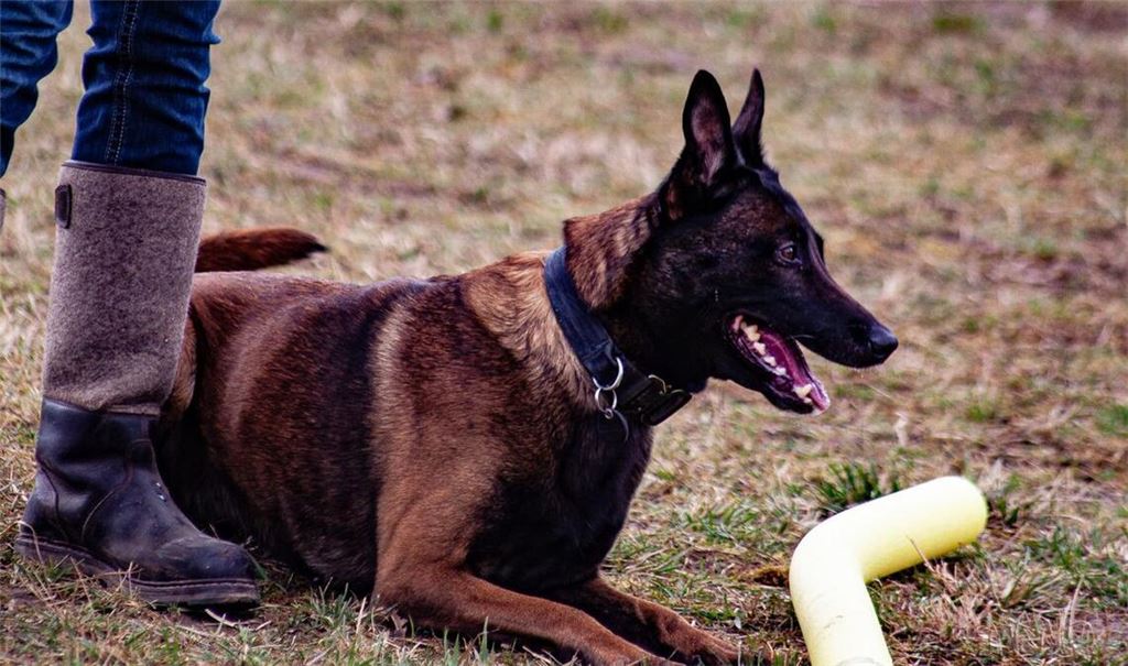 Die Hunde dürfen sich beim Mondioring von nichts ablenken lassen.