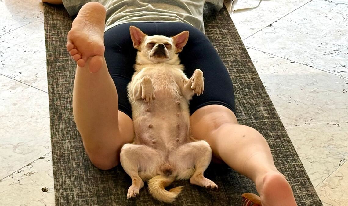 Die Hunde sollen lernen, sich zu entspannen - was sie oft auch tun.