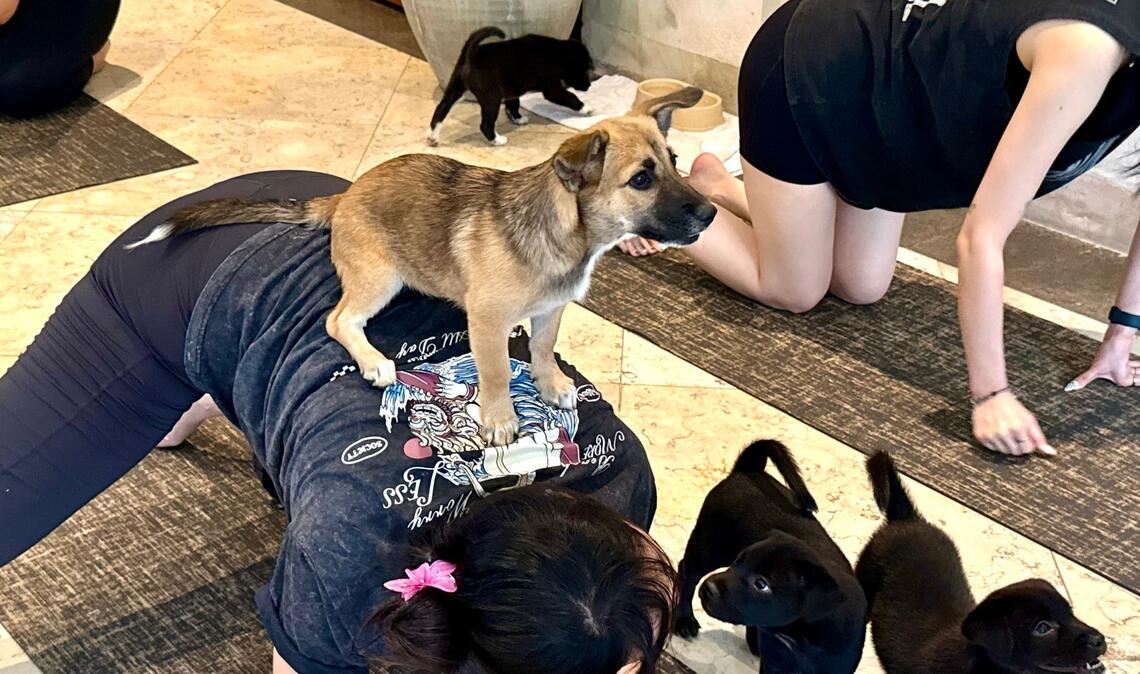 Die Hundebabys sollen das Tempo vorgeben.