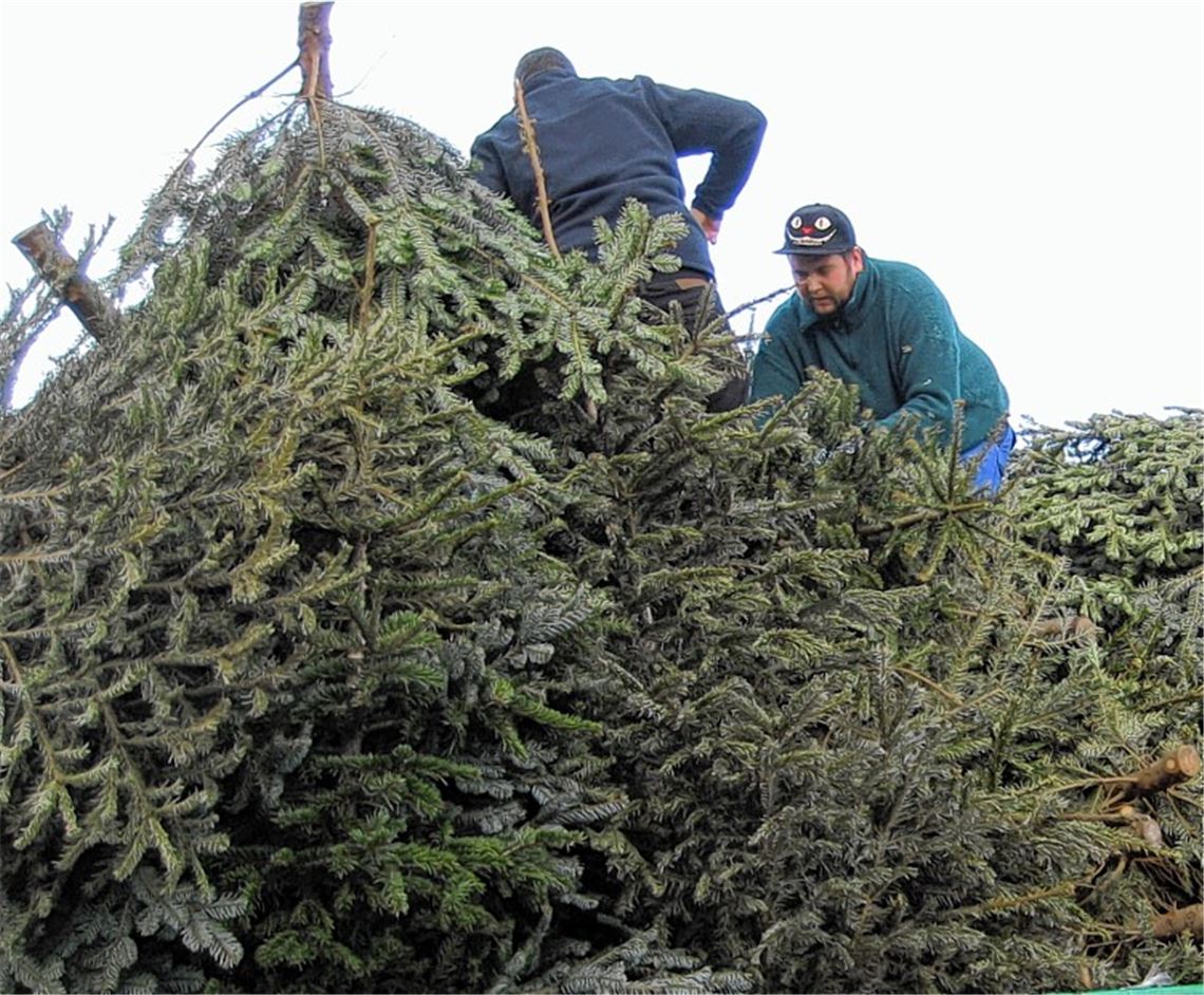 Die Illinger Helfer sammeln die ausgedienten Christbäume ein.Foto: privat