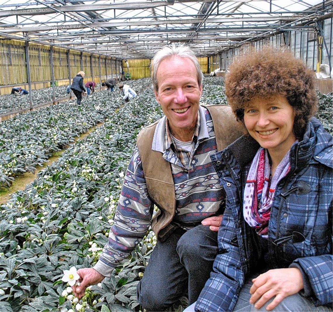 Christrose steht für neues Leben