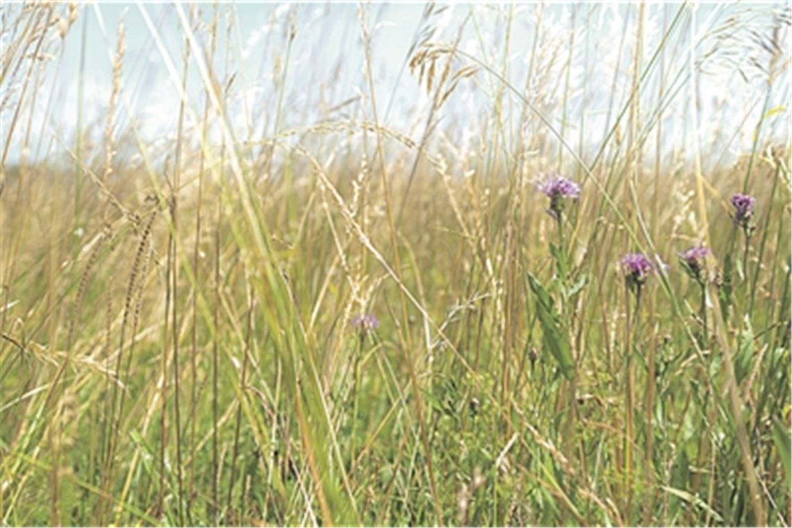 Natur soll kein Randaspekt sein Die Industriebrache der Ziegelei, auf der ein neues Wohngebiet entsteht, ist im Westen und Norden von ökologisch wertvollen Flächen umgeben. Foto: Fotomoment