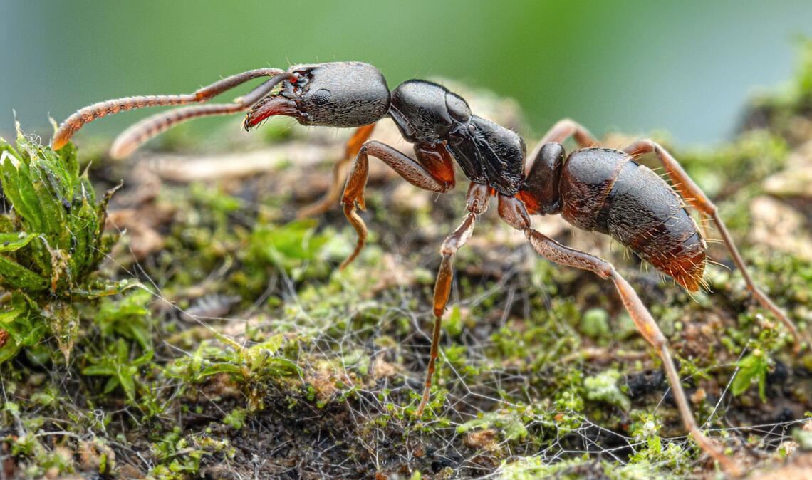 Die Insekten werden von der Europäischen Union als besonders problematisch eingestuft.(Handout)