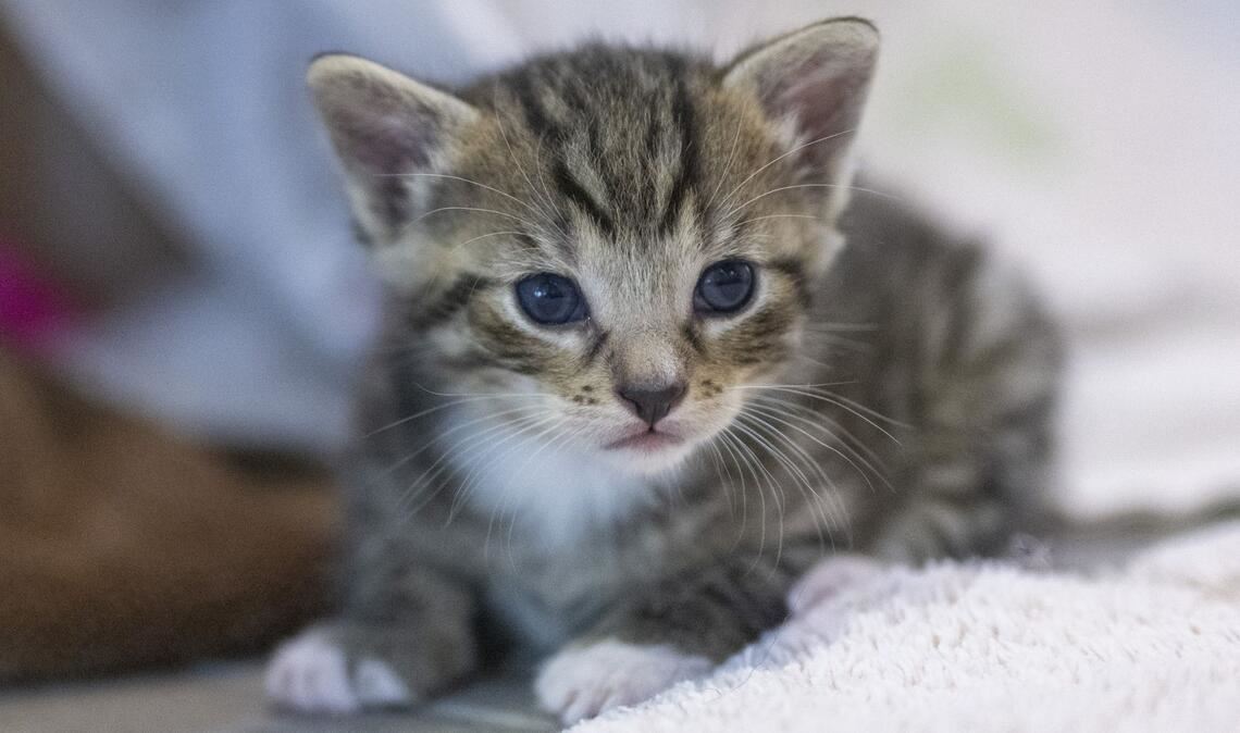 Die Katzenjungen sind laut Polizei nach der tierärztlichen Versorgung wohlauf. (Symbolbild)