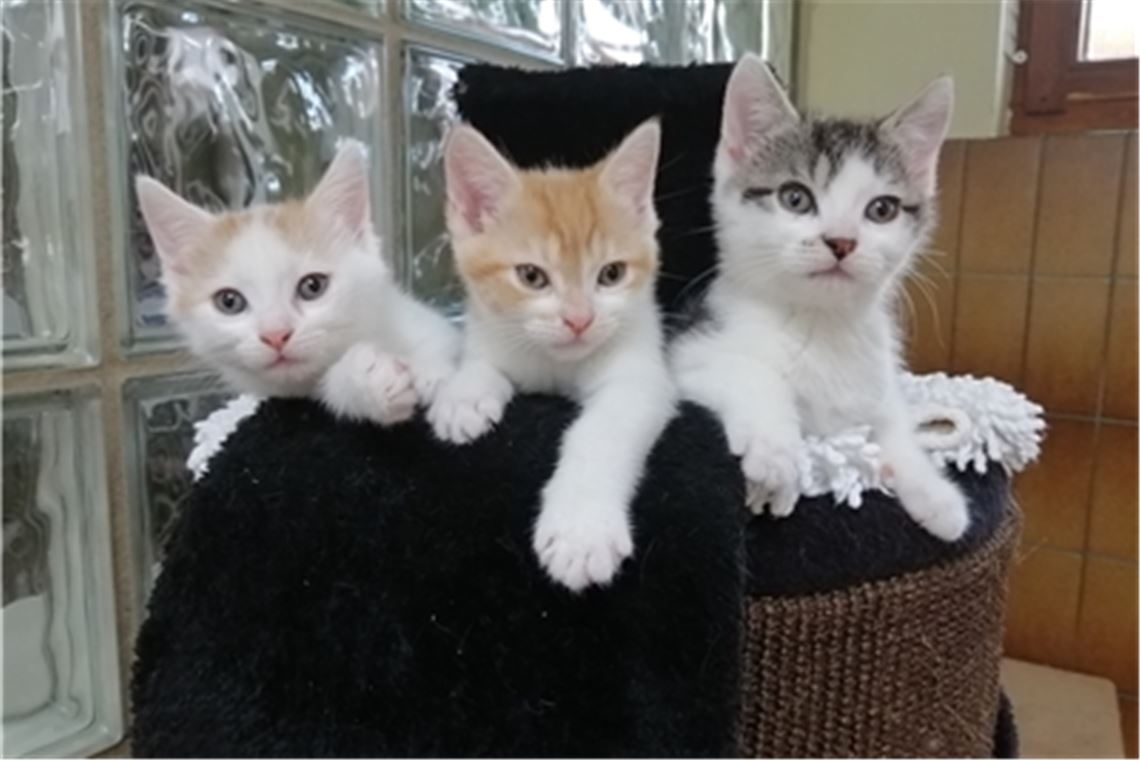 Die Katzenkinder „Olaf“, „Hildegard“ und „Kai-Uwe“ (v.li.) suchen neue Besitzer. Foto: privat