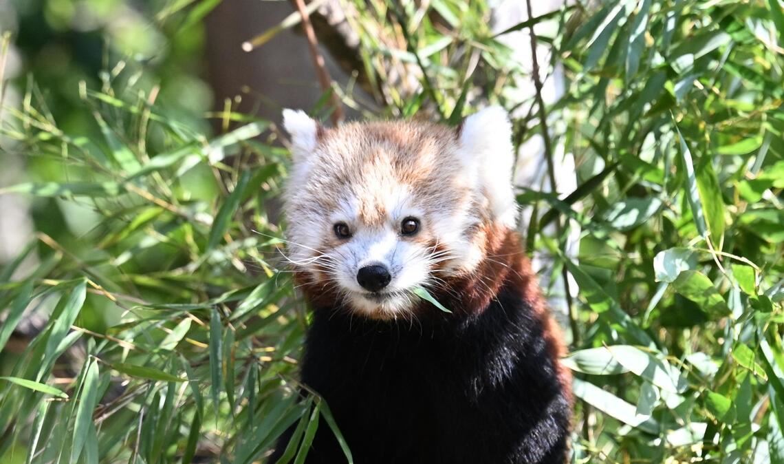 Die Kleinen Pandas fressen gerne Bambus.