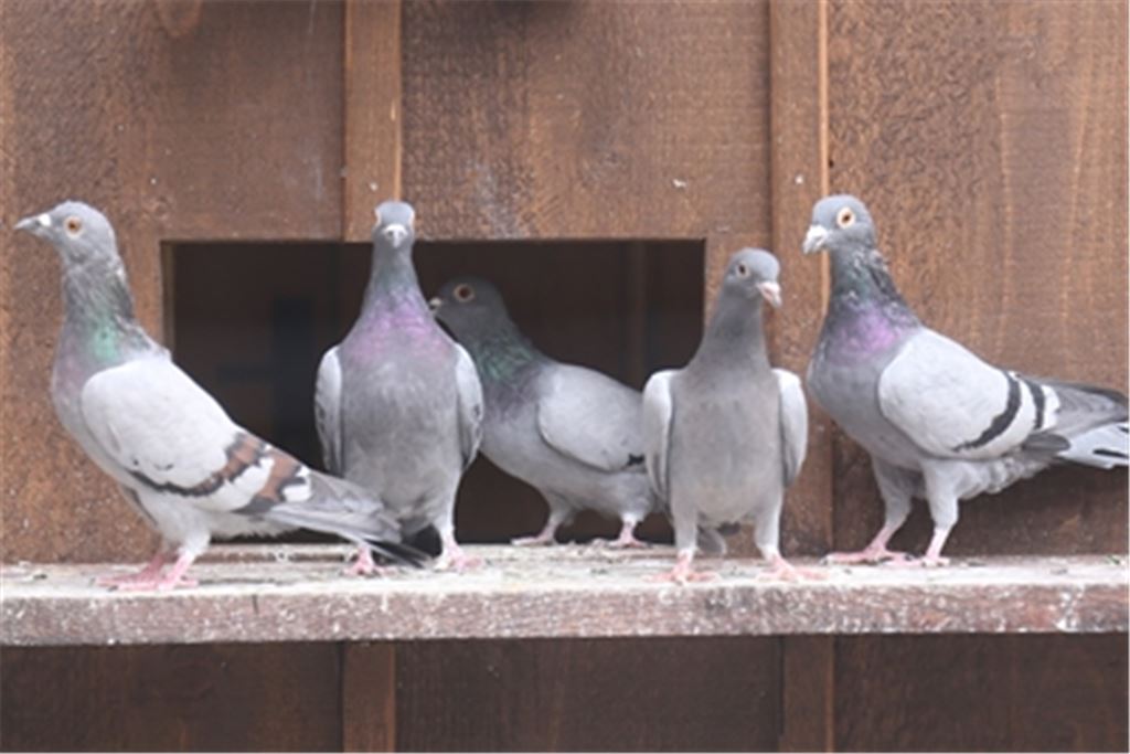 Die Köpfe von 22 Tauben, die einem  anderen Züchter gehörten, hat der Angeklagte womöglich aus Neid und Missgunst abgerissen. Symbolbild: Disselhoff