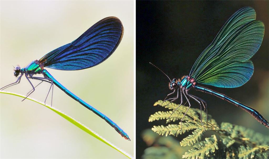 Die Kombo zeigt links ein Foto einer Blauflügel Prachtlibelle, fotografiert von Sebastian Hennigs. Rechts ist ein KI-generiertes Motiv, das auch eine Blauflügel Prachtlibelle darstellen soll, KI-generiert von Matthias Neumann. Das KI-Bild rechts ist fehlerhaft. Insekten haben beispielsweise nur sechs Beine.