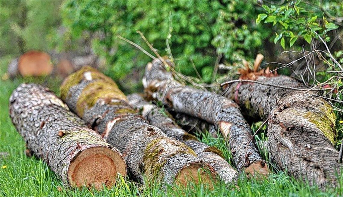„Die Leute vom Forst sind sehr weit weg“