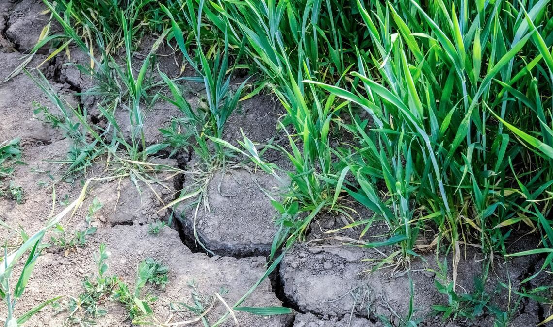Die Landwirtschaft in Europa kämpft mit den Folgen des Klimawandels.