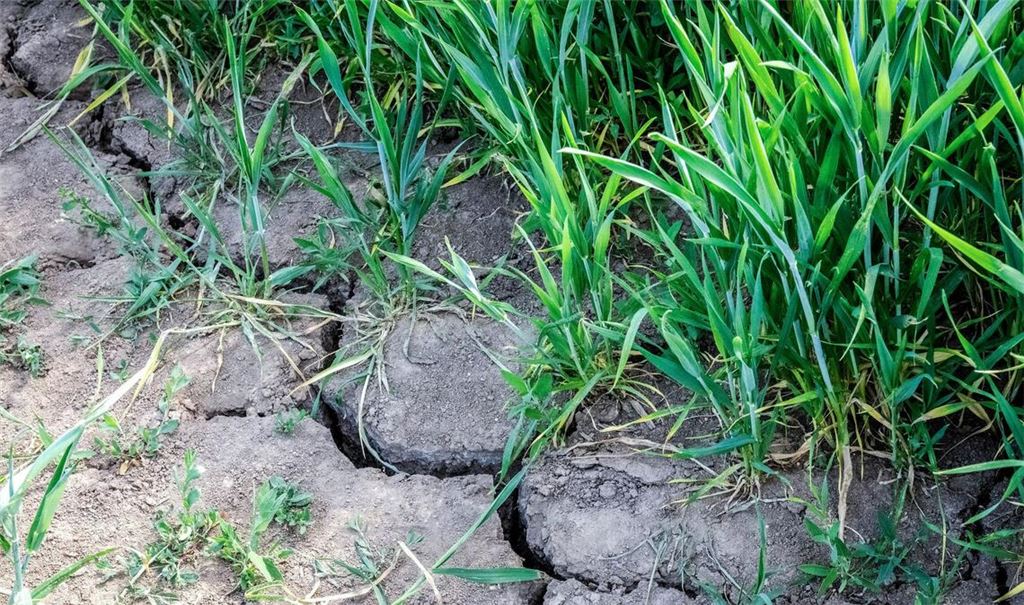 Die Landwirtschaft in Europa kämpft mit den Folgen des Klimawandels.