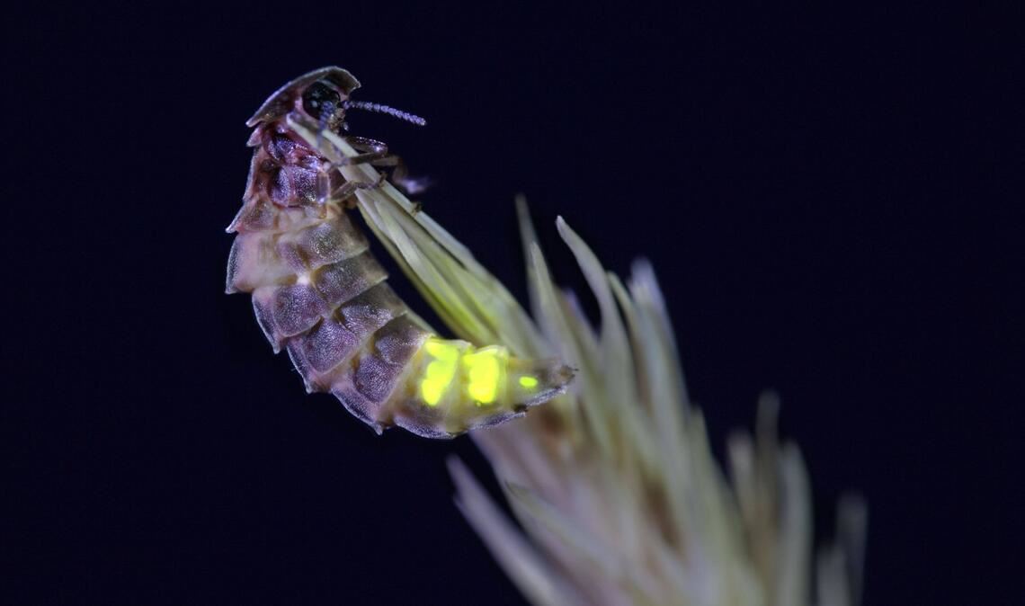 Die Lichtverschmutzung in den Nächten bedroht die Glühwürmchen-Populationen – und nicht nur sie.