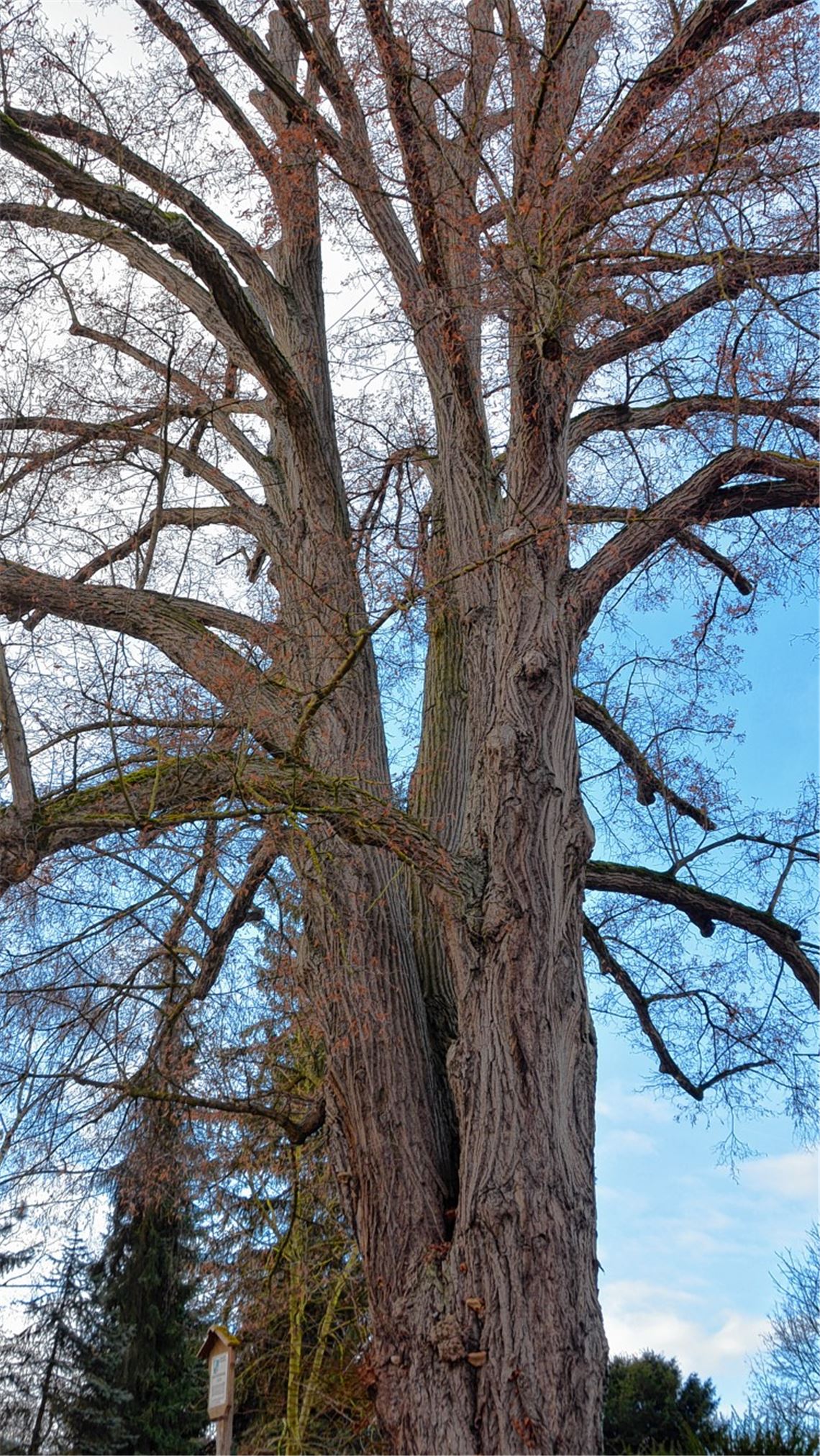 Große Sorge um 236 Jahre alte Linde