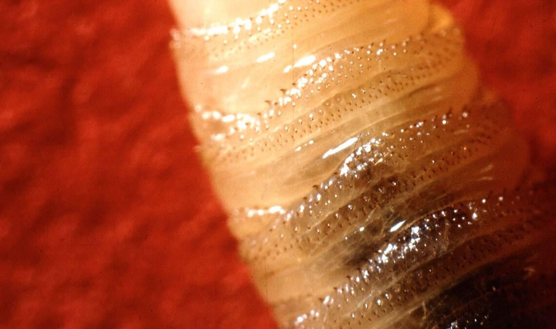 Rückkehr der Schraubenwurmfliege: USA fürchten Einschleppung Die Maden der Neuwelt-Schraubenwurmfliege fressen sich tief ins Fleisch.