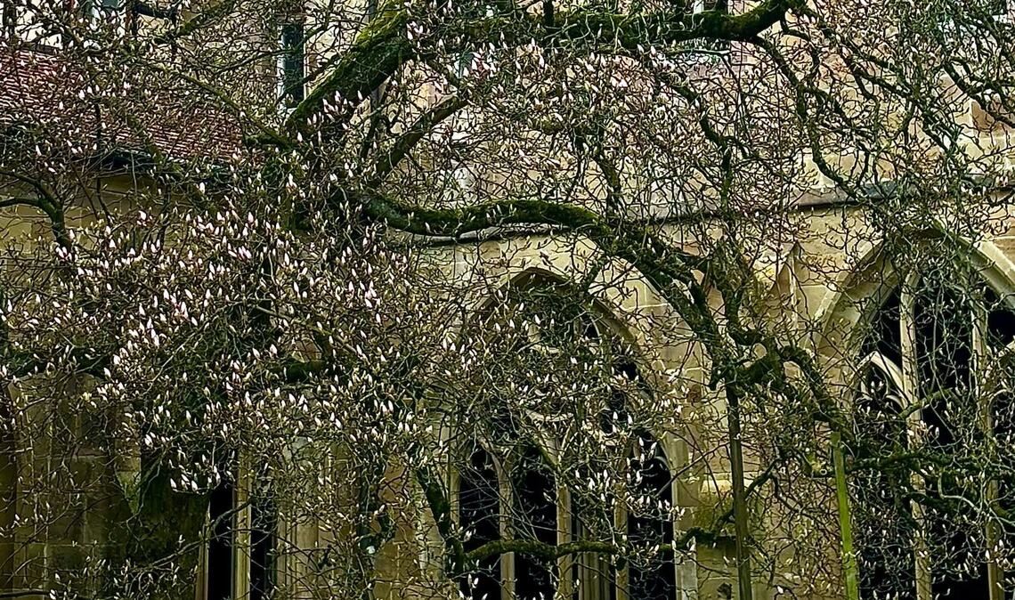 Die Magnolienblüte im Kloster Maulbronn kündigt sich an. Foto: ssg/Sorce