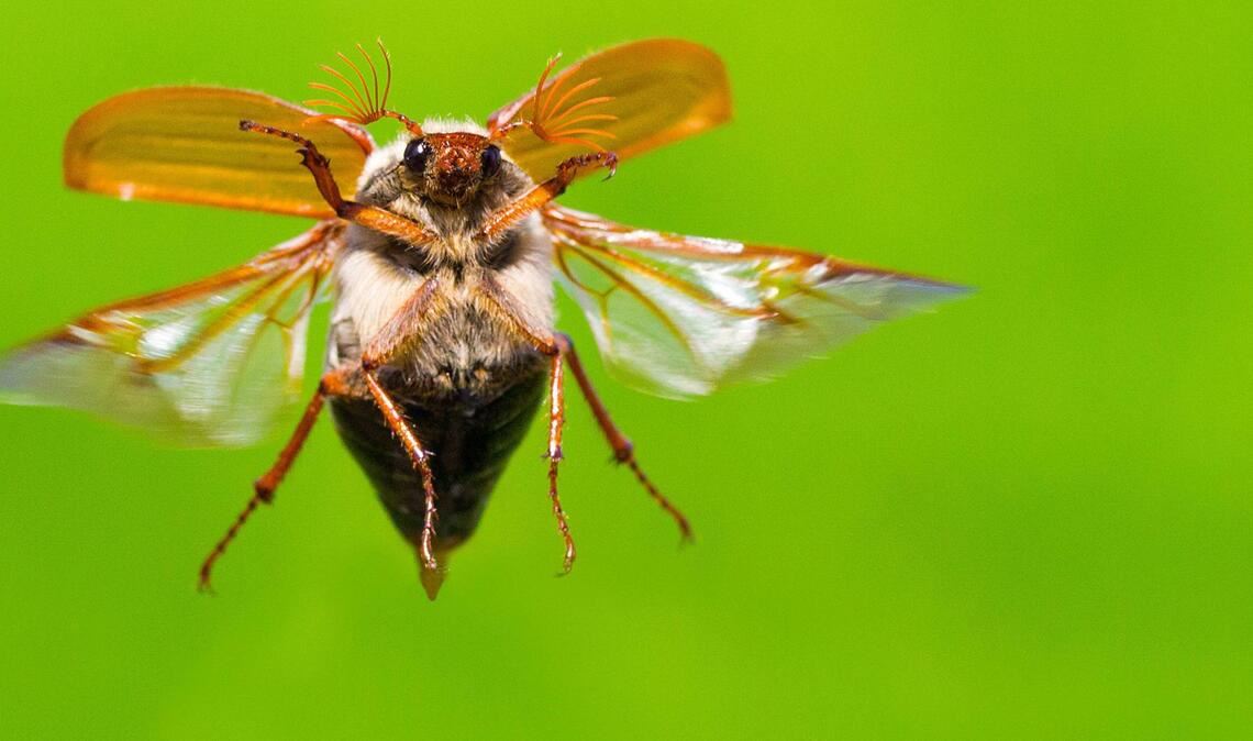 Die Maikäfer fliegen vielerorts wieder im Wonnemonat Mai.