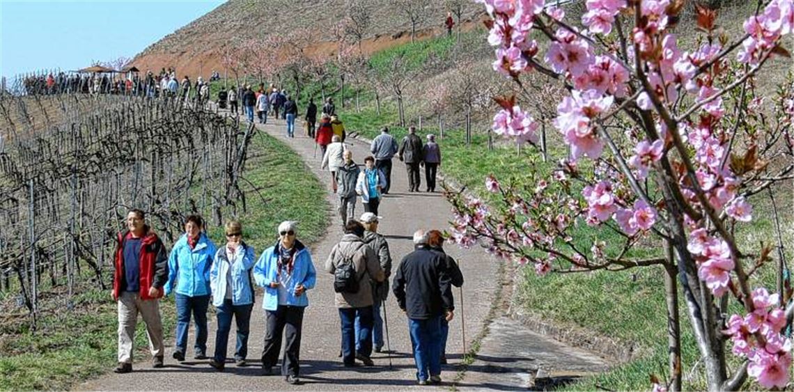 Die Mandelbäume in Vollblüte und ein strahlender Frühlingstag bilden die optimale Kulisse für das Diefenbacher Mandelblütenfest. 