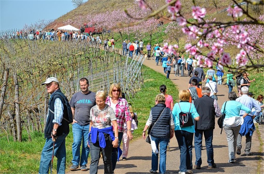 Blütenpracht zieht Besucherscharen an