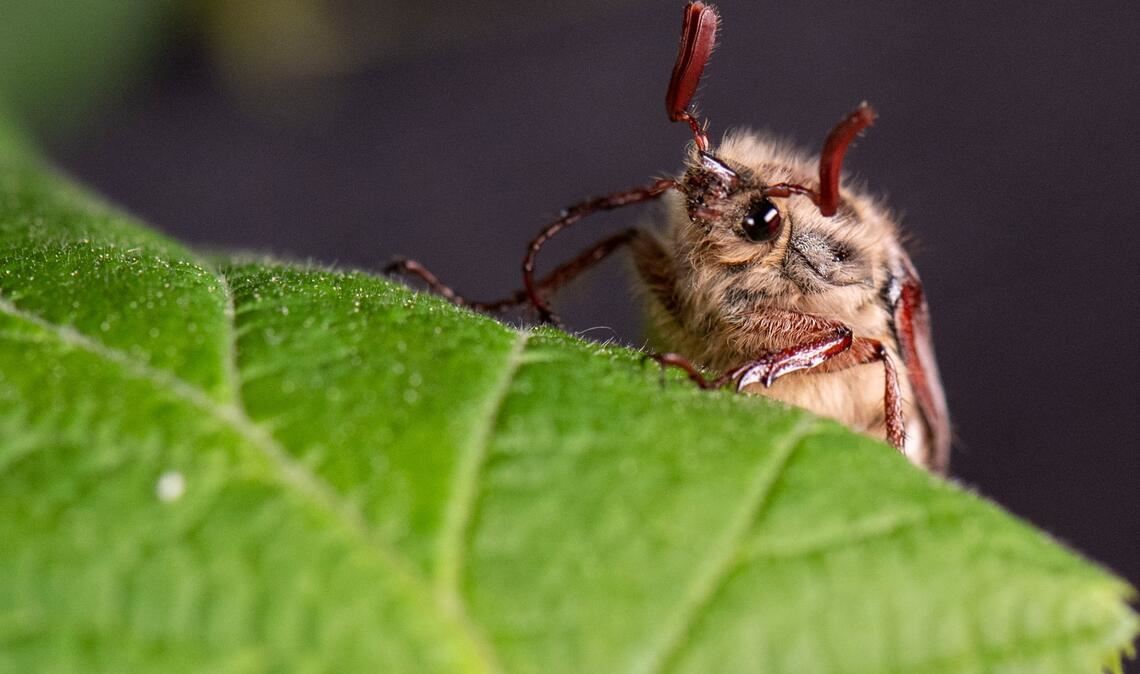 Die Massenflüge finden in der Regel alle vier Jahre statt. (Archivbild)
