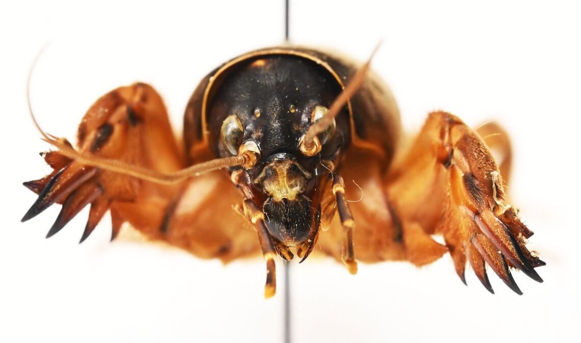 Die Maulwurfsgrille hat Schaufeln, um sich durchs Erdreich zu buddeln.