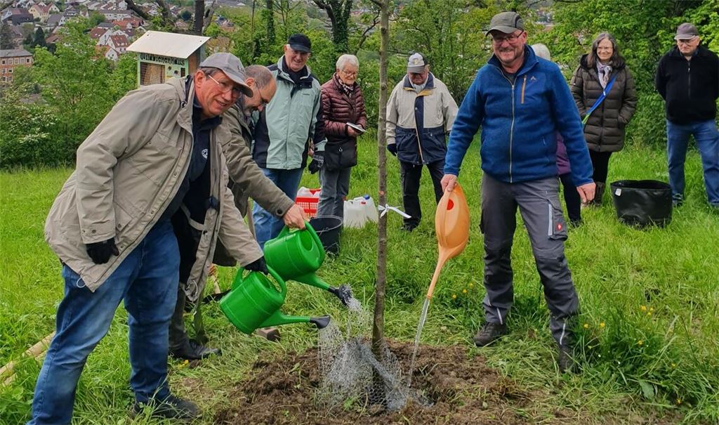 Die Mehlbeere wird gepflanzt und kräftig angegossen. Foto: Schröder