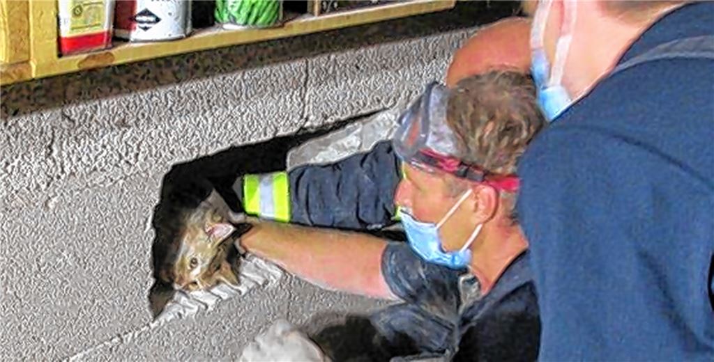 Die Mieze kann endlich aus ihrem engen Gefängnis befreit werden.Feuerwehr Pforzheim