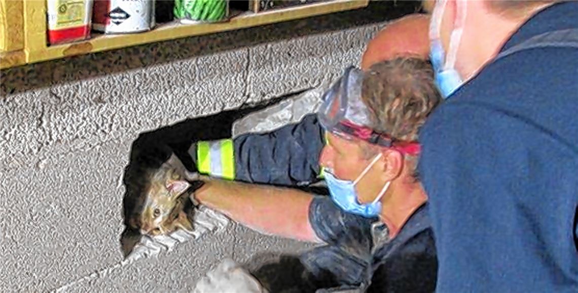 Feuerwehr befreit Katze