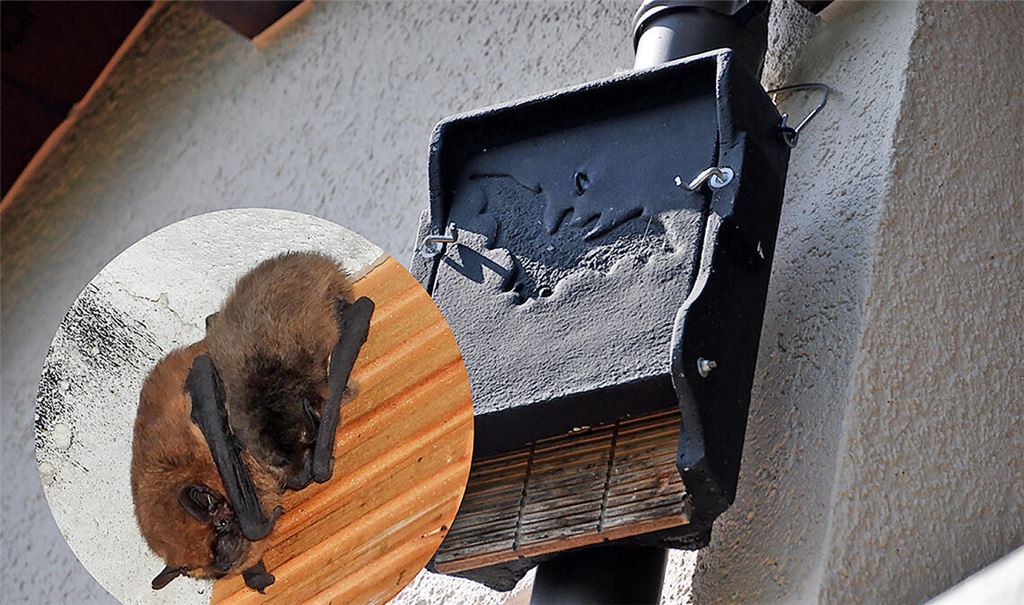 Die Montage zeigt Zwergfledermäuse und einen Quartierkasten, mit dem die Tiere unterstützt werden können. Fotos: Bosch
