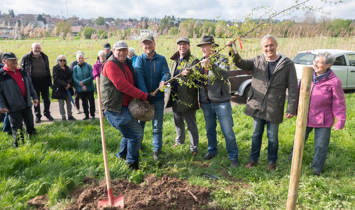 Die Moorbirke kurz vor ihrer Einsetzung. Foto: Fotomoment