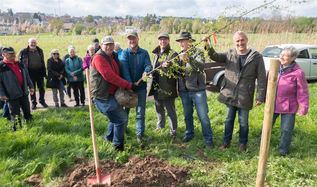 Die Moorbirke kurz vor ihrer Einsetzung. Foto: Fotomoment