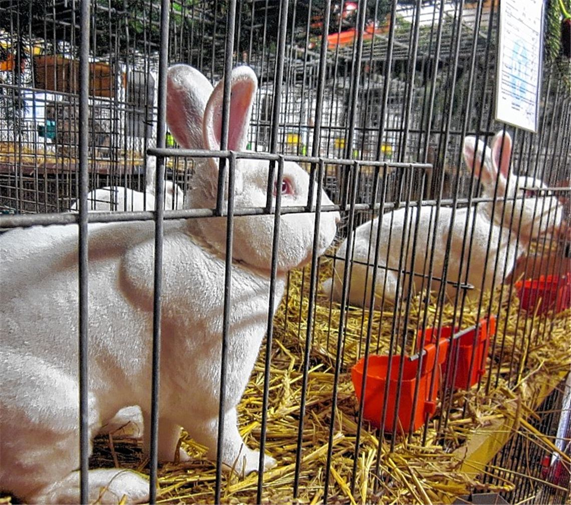 Die Mühlacker Kleintierzüchter zeigen ihre schönsten Tiere.